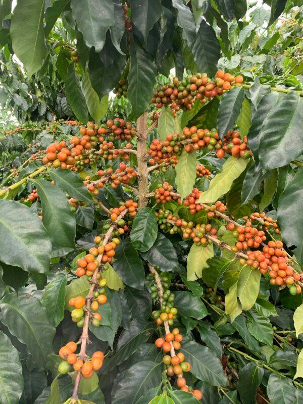 Colombia Louise Helena Marakai