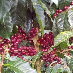 Brazil Microlot Monte LOT 690