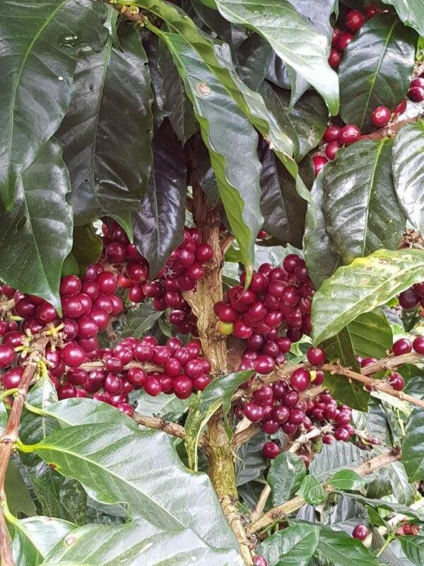 Brazil Microlot Monte LOT 690