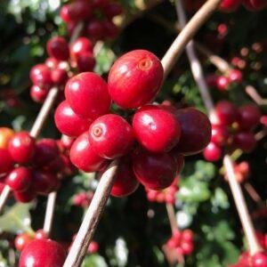 Brazil Microlot Monte LOT 689