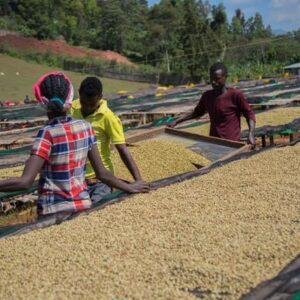 Ethiopia goji shakiso