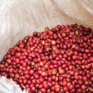 El Salvador El Horno Fully Washed